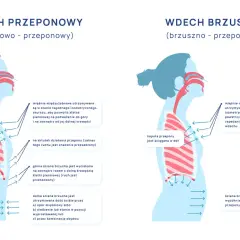 Ilustracja pokazuje, gdzie jest przepona podczas wdechu piersiowo-przeponowego i brzusznego.