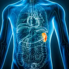 Anatomia człowieka z podświetloną na pomarańczowo śledzioną, znajdującą się w lewym górnym kwadrancie jamy brzusznej.