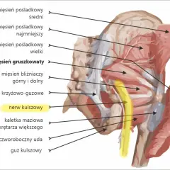 Anatomia miednicy i górnej części uda. Widoczny jest nerw kulszowy, mięsień gruszkowaty i inne mięśnie pośladkowe.