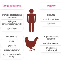 Salmonella objawy i zagrożenia - jakie sygnały powinny niepokoić?