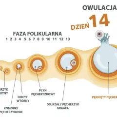 Najważniejsze objawy owulacji - jak bezbłędnie rozpoznać płodne dni