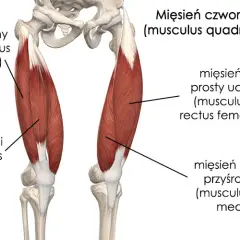 Naciągnięcie mięśnia czworogłowego uda - 7 objawów, które musisz znać