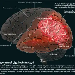 Ilustracja mózgu z zaznaczonymi płatami. Płat skroniowy i ciemieniowy są kluczowe dla pamięci i świadomości.