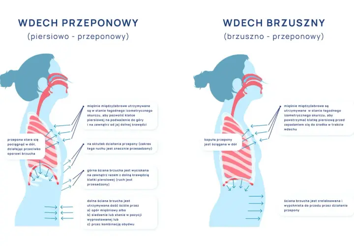 Ilustracja pokazuje, gdzie jest przepona podczas wdechu piersiowo-przeponowego i brzusznego.