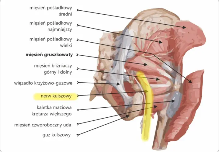 Anatomia miednicy i górnej części uda. Widoczny jest nerw kulszowy, mięsień gruszkowaty i inne mięśnie pośladkowe.