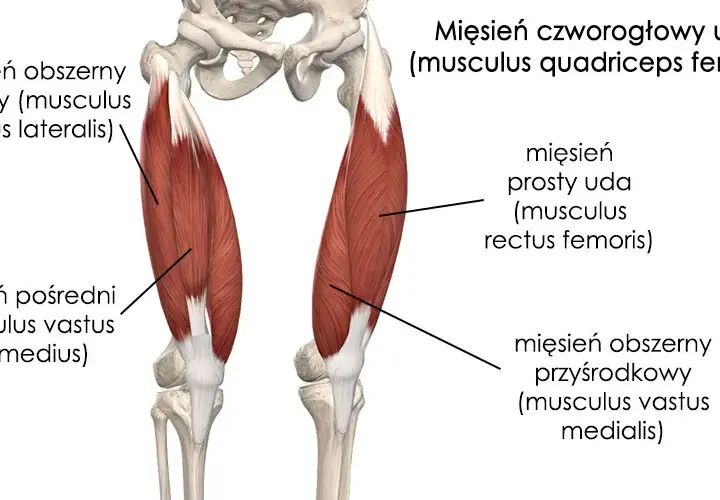 Naciągnięcie mięśnia czworogłowego uda - 7 objawów, które musisz znać