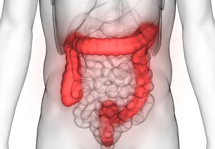 Anatomia jelita grubego, uwidoczniona w czerwonym kolorze, pokazuje jego złożoną strukturę w ludzkim ciele.