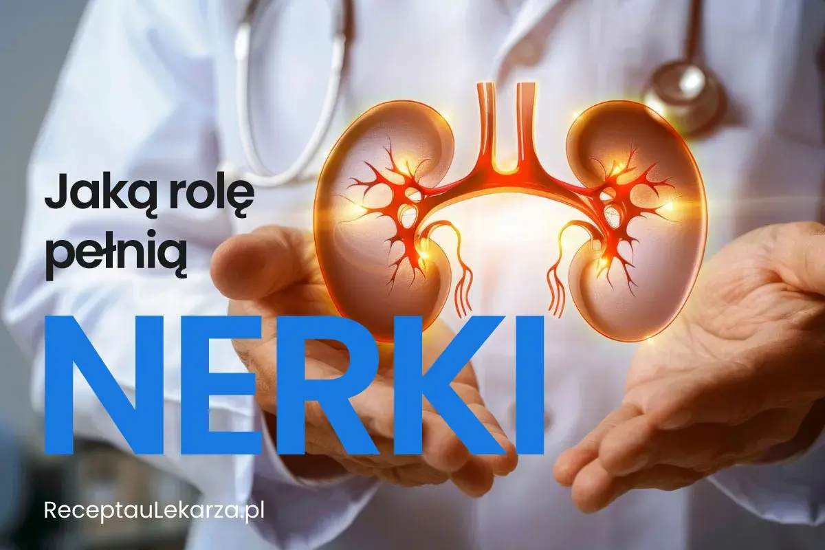 Dłonie trzymające schemat nerki w ciele. Tekst pyta: "Jaką rolę pełnią NERKI".