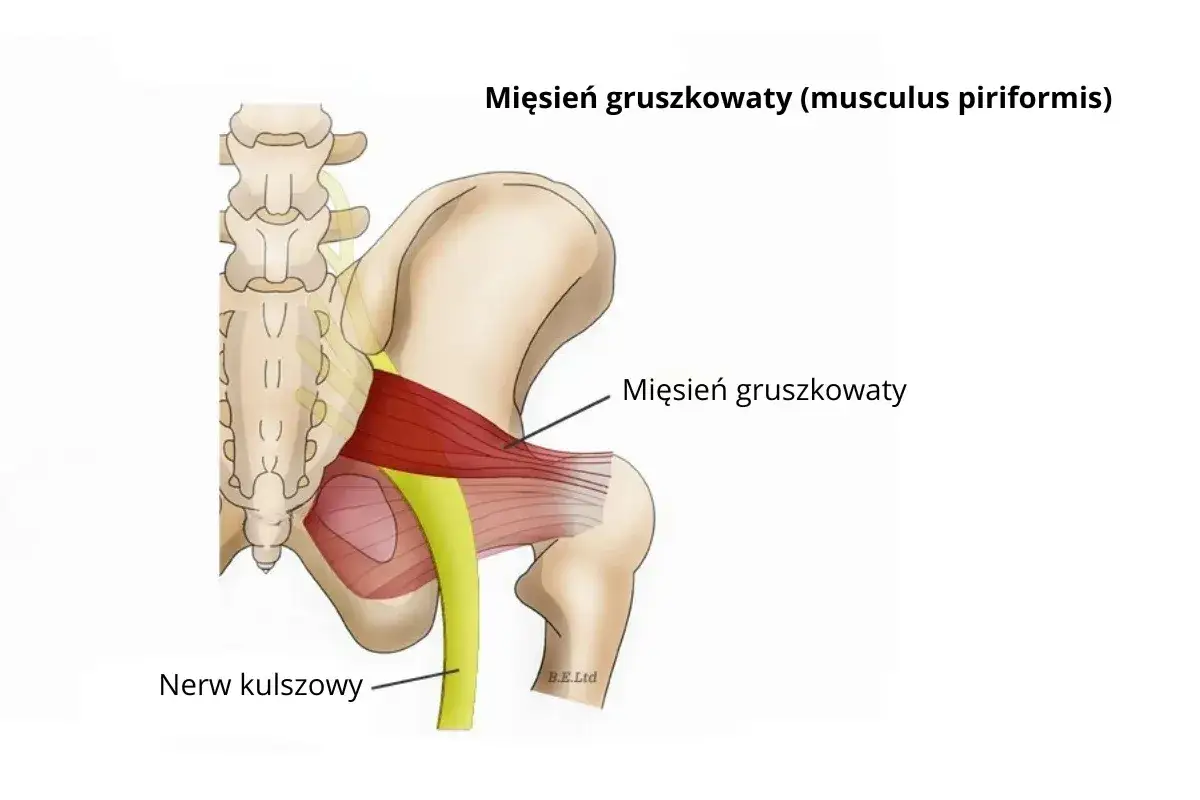 Anatomia miednicy: mięsień gruszkowaty i nerw kulszowy. Zrozumienie ich relacji to klucz do tego, jak pozbyć się bólu mięśnia gruszkowatego.