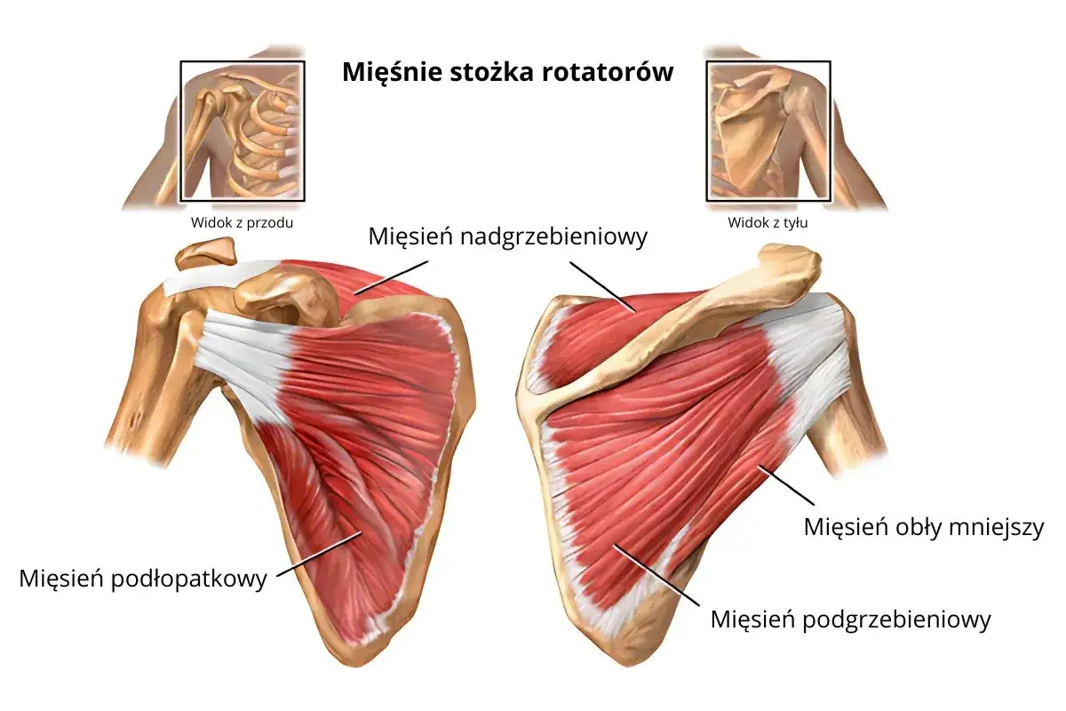 Anatomia barku: mięsień grzebieniowy barku i inne mięśnie stożka rotatorów widoczne z przodu i z tyłu.