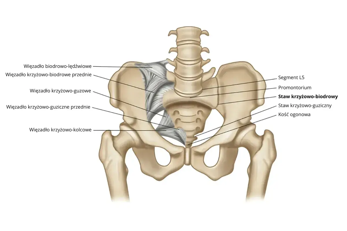 Anatomia miednicy z zaznaczonym stawem krzyżowo-biodrowym i więzadłami. Widoczna kość krzyżowa, kość biodrowa i kość udowa.